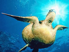 Green Sea Turtle, Hawaii